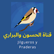 الحسون و البراري - Jilgueros y Praderas