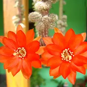 Silene Cactos