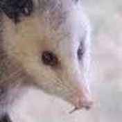 T.D. Possum