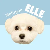 マルプーのエルくんちゃんねる Maltipoo ELLE