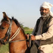 Nawaz Horse WaLa