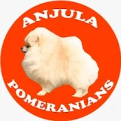 Anjula Pomeranians