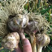 The Garlic Grower