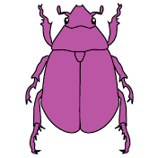 Blueberry Beetle