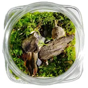 Terrarium Designs