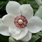 Steel Magnolia