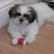 Louis The Shih Tzu