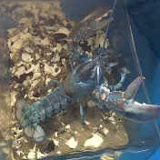 Blue Lobster Science
