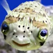 Mr Fugu Data Science