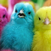 BABYCHICKS