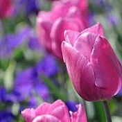girlwith tulips