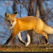 Mountain Fox