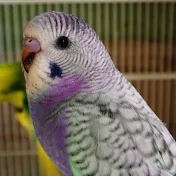 BudgieBonkers