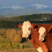 Alberta Livestock