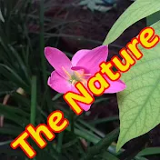 The Nature