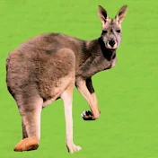 balancedaustralia