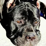 Senza Tempo Cane Corso