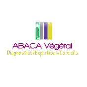 Abaca Végétal