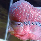 Foo the Flowerhorn