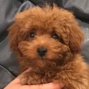 Chewy the Poodle