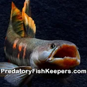 PredatoryFishKeepers