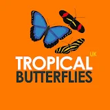 Tropical Butterflies UK