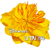 Bonsai UTN 83