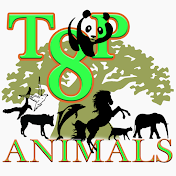 Top8 Animals !