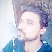 Rajasthan Pigeons Lover Jitesh Sonwal