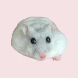 Hamster Skye