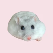 Hamster Skye