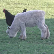 Straw Family Farm