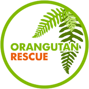 Orangutan Rescue