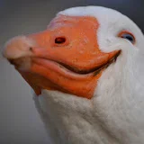 Dolan Darker