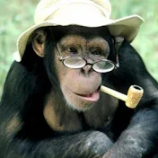 Wise Monkey