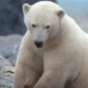 polar bear