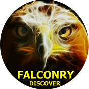 Falconry Discover