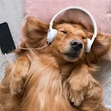 Relax Dog Music