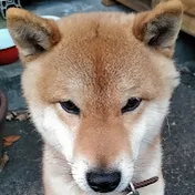 屋根裏のぽこ