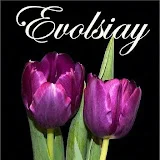 Evolsiay Tulip