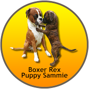 BoxerRex