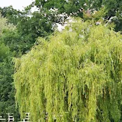 TheHealing Willow