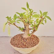 Bonsai Sunchales