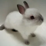 bunniebugs