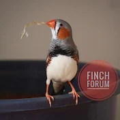 finch forum