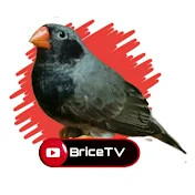 BriceTV