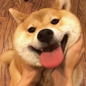 Oka the Shiba Inu 柴犬Oka