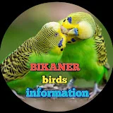 bikaner birds information