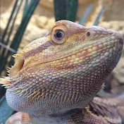 BeardedDragonsInfo