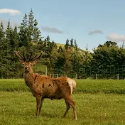 Puketira Deer